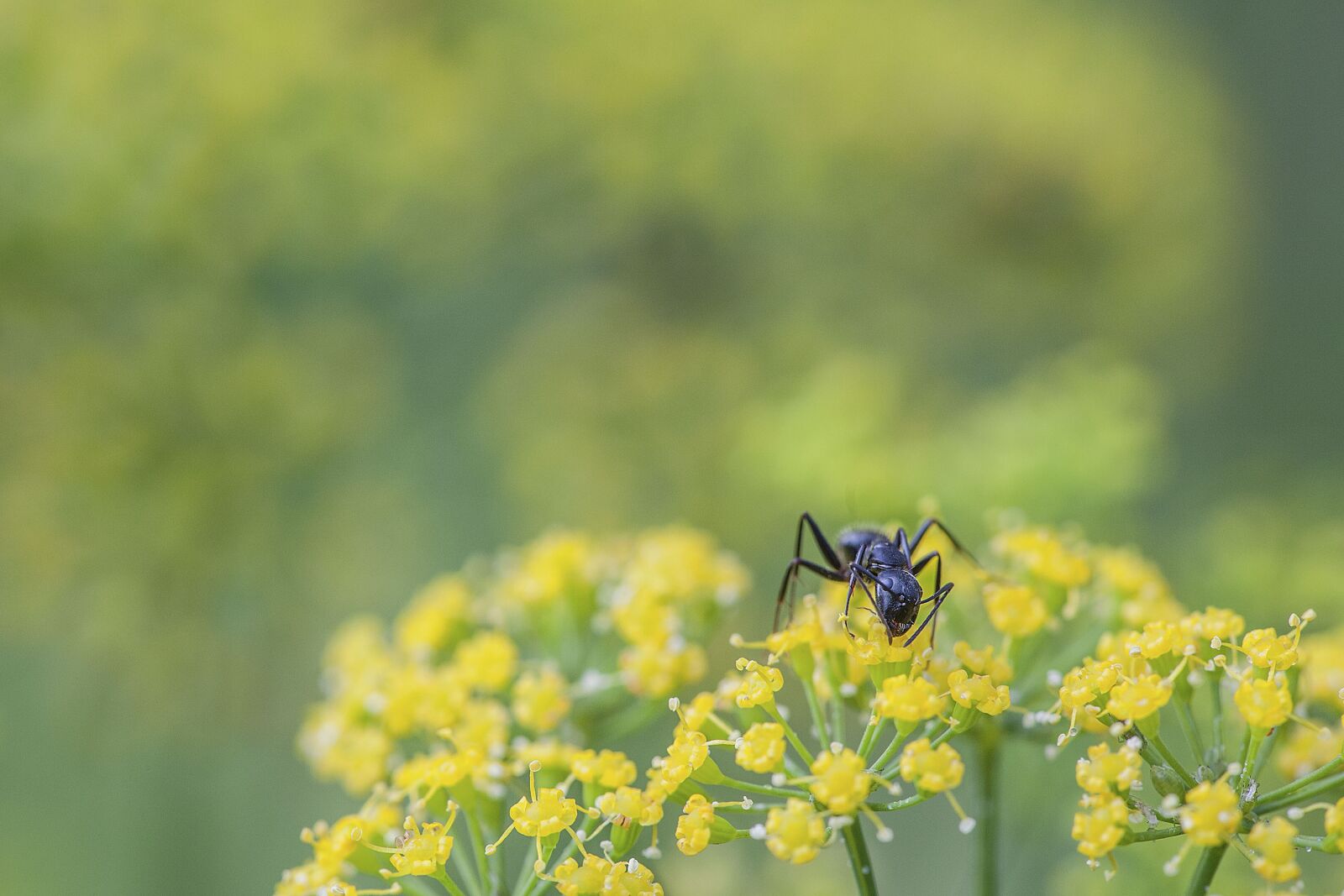 Canon EOS 5D Mark II sample photo. Ant, black ant, macro photography