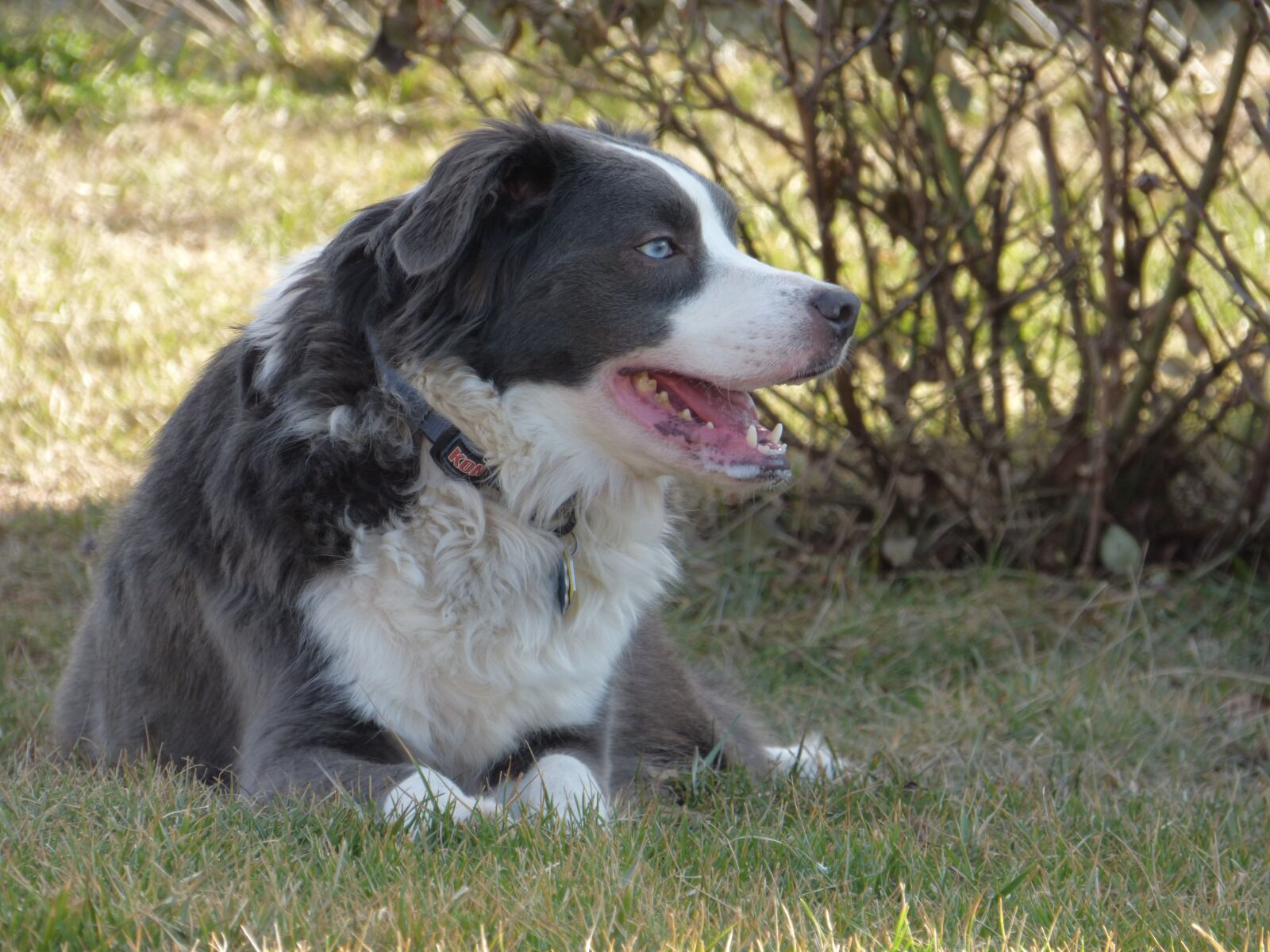 Panasonic Lumix DMC-FZ70 sample photo. Border collie, australian shepherd photography