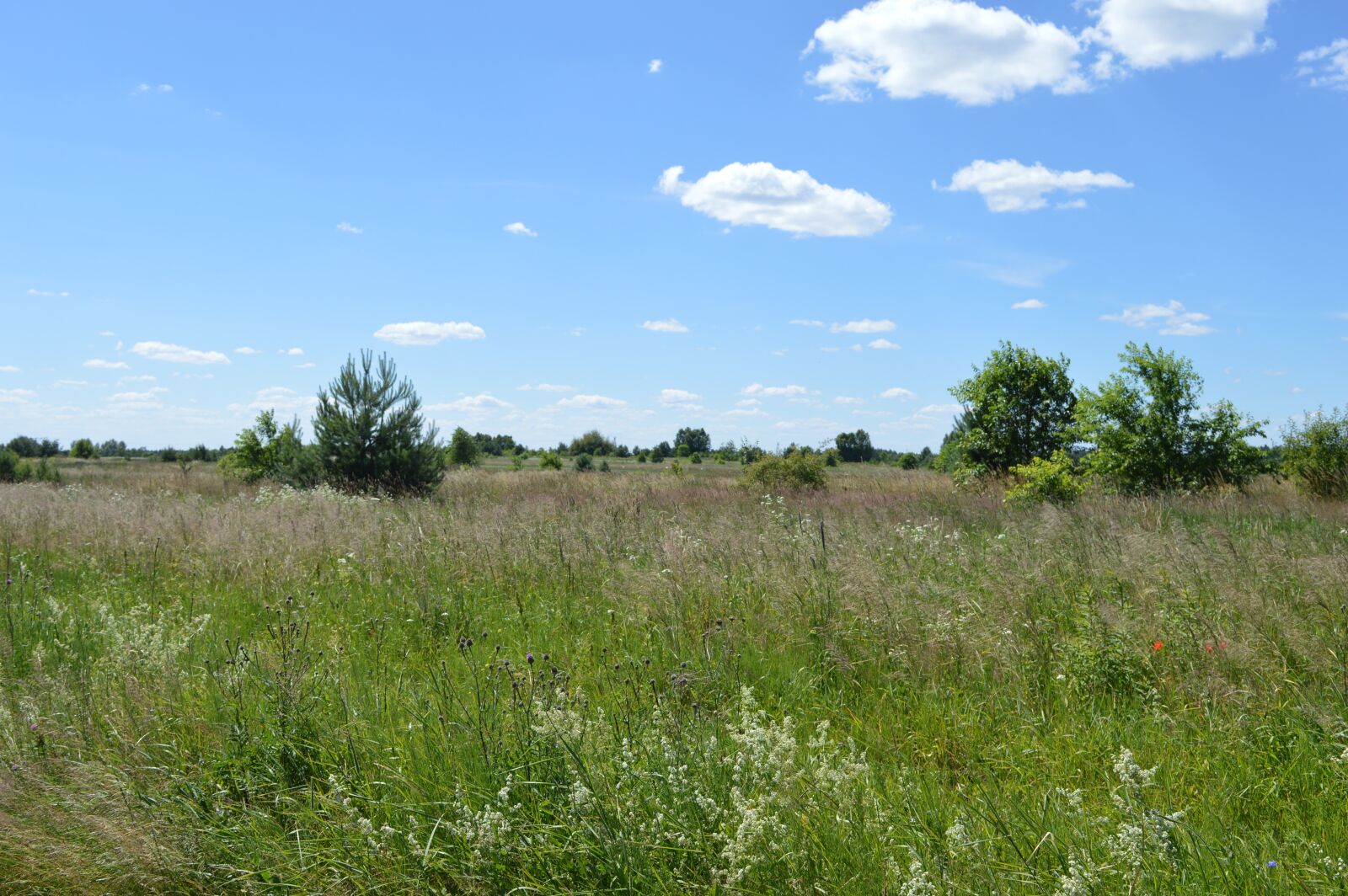 Nikon D3200 sample photo. Mite, independence nebraski, mud photography