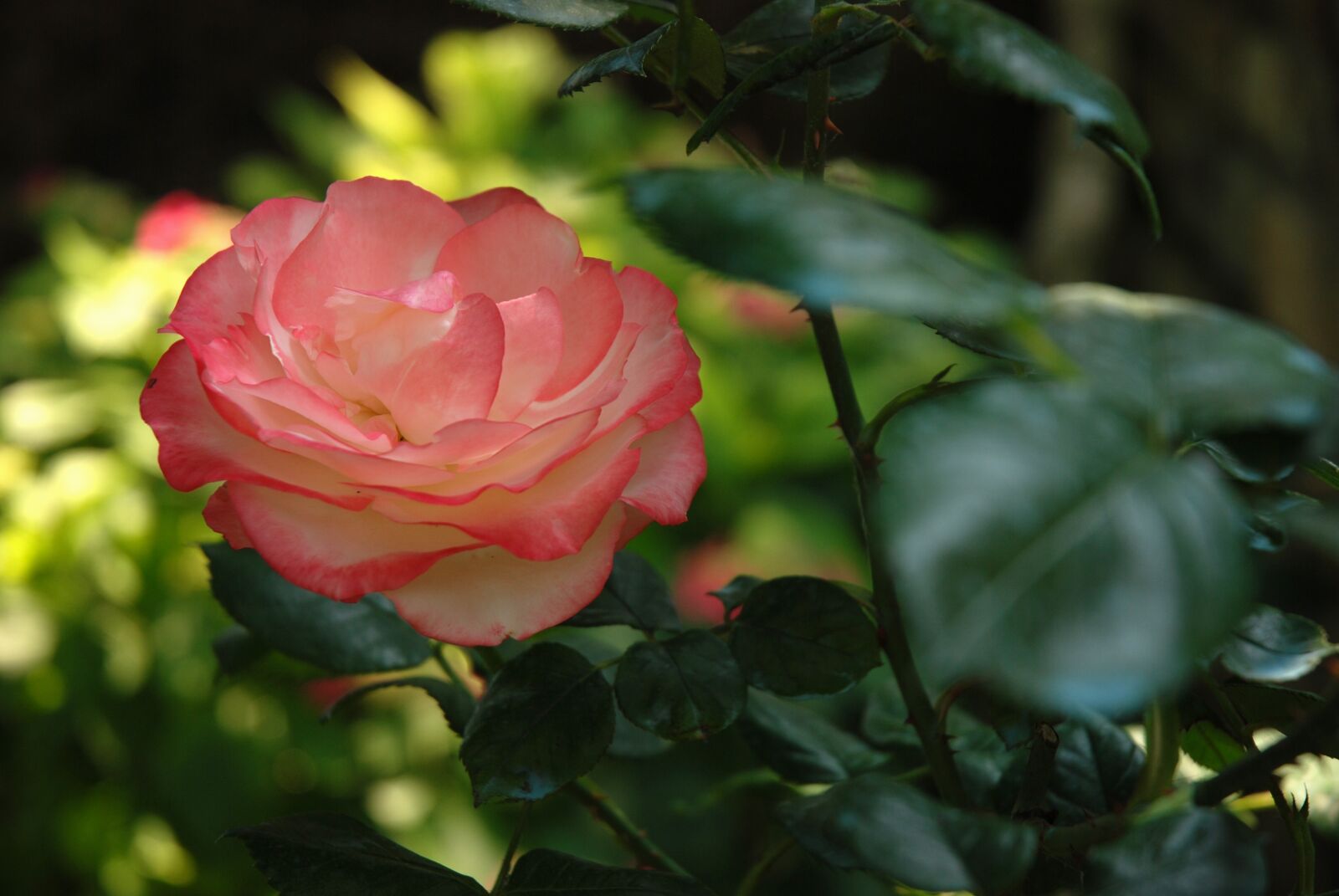 Nikon D80 sample photo. Flower, rose, leaf photography