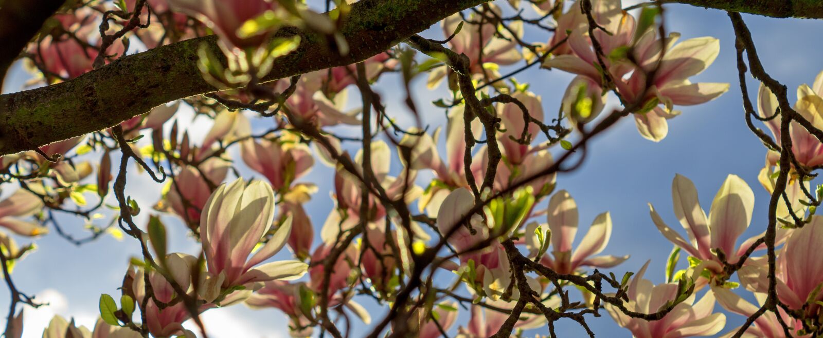 Sony SLT-A58 + Sony DT 50mm F1.8 SAM sample photo. Magnolia, tree, blossom photography