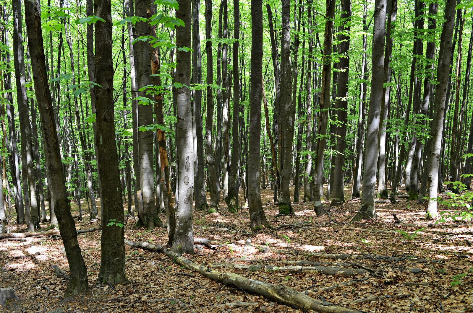 Nikon D5100 sample photo. Forest, tree, foliage photography