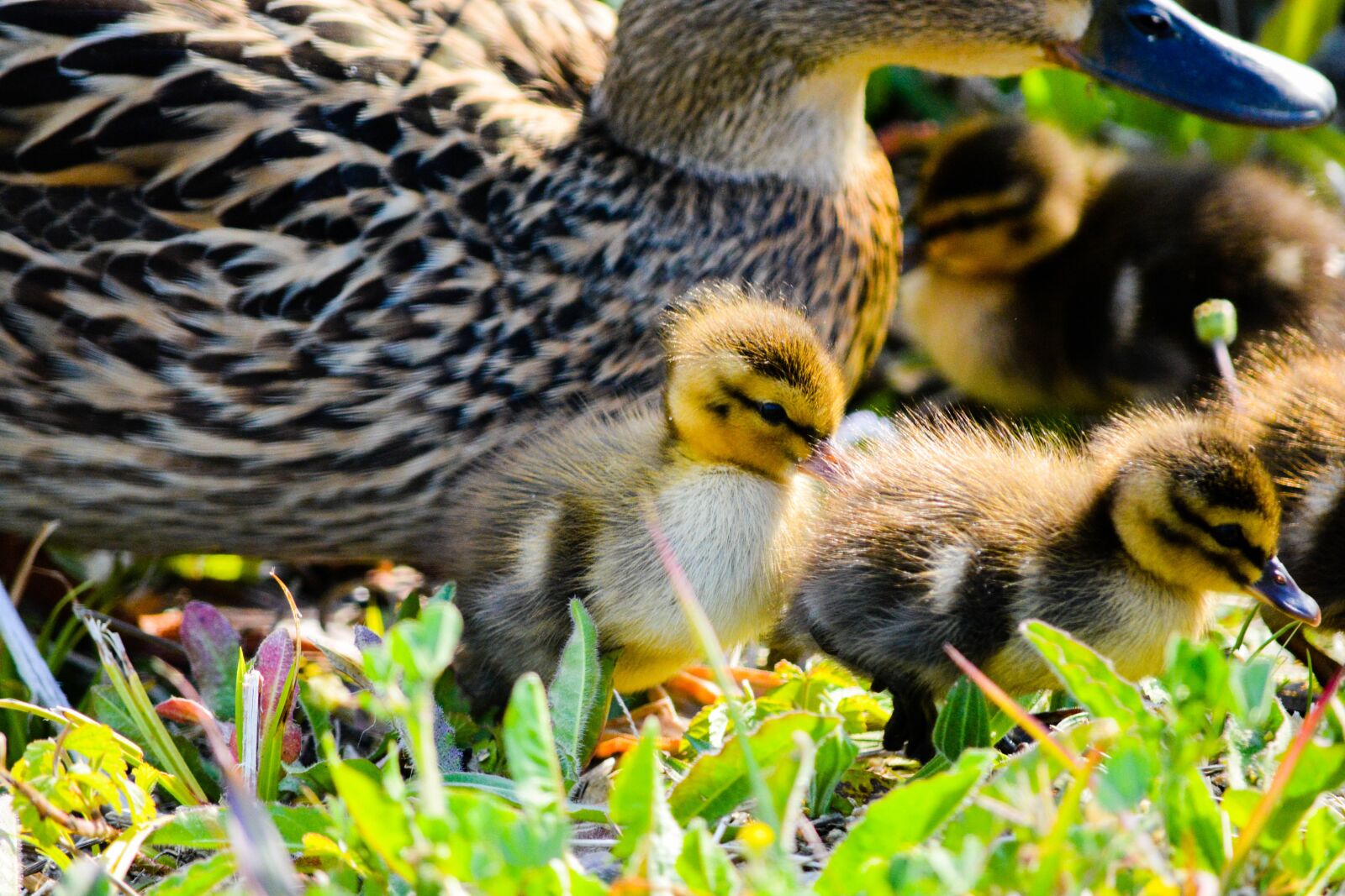 Nikon D5200 sample photo. Duck, bird, animal photography