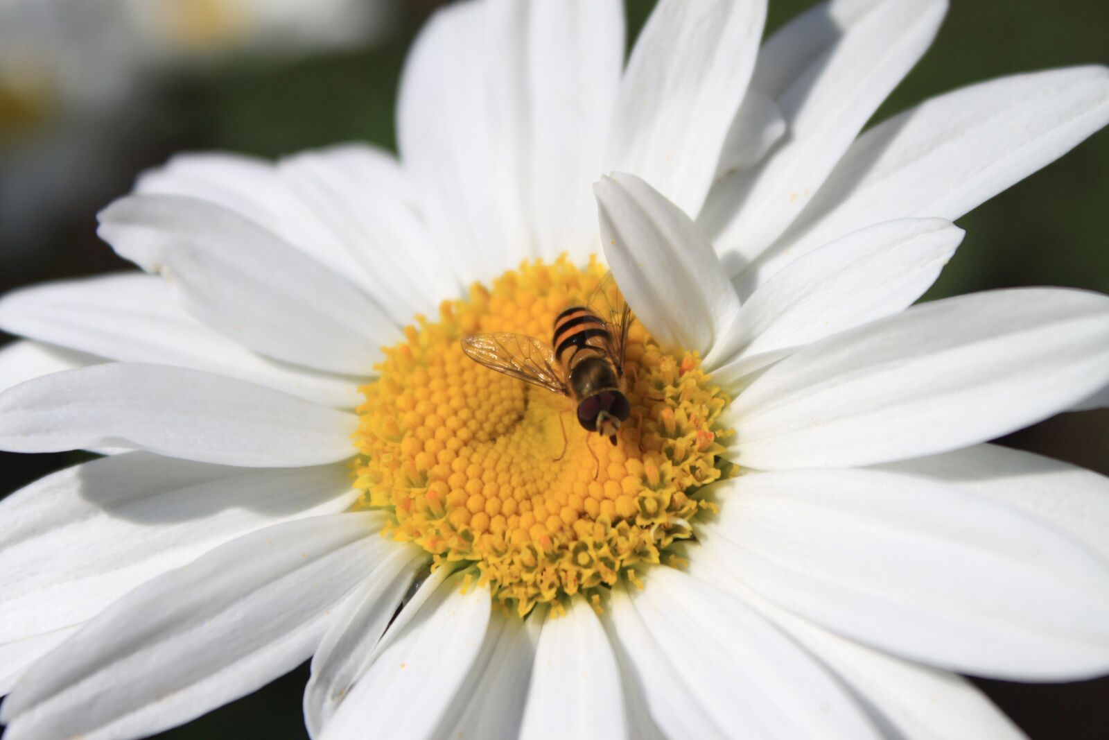 Canon EOS 500D (EOS Rebel T1i / EOS Kiss X3) sample photo. Chamomile, camomile, flower photography