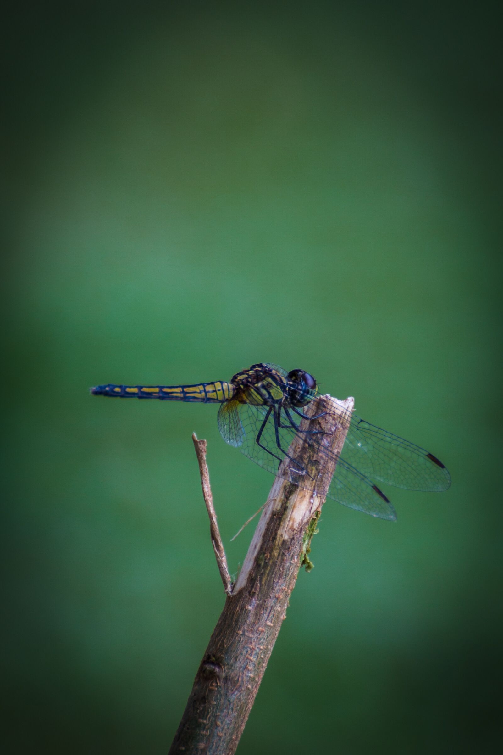 Canon EOS 5D Mark III sample photo. Dragonfly, insects, nature photography