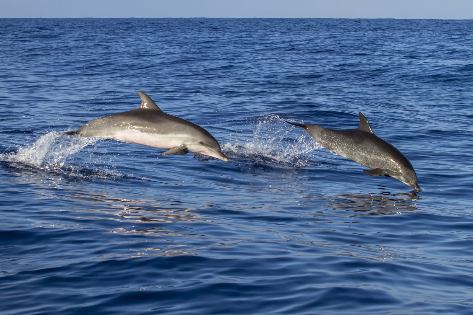 Canon EOS 7D sample photo. Animal, dolphin, waters photography