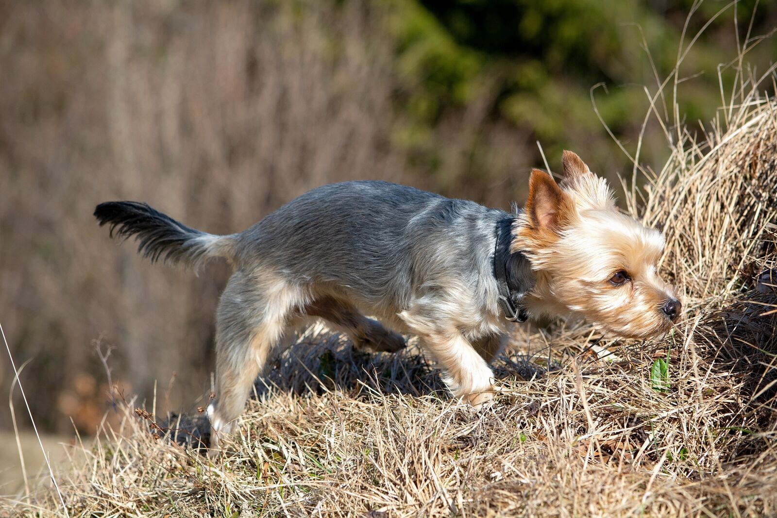 Nikon D7100 sample photo. Dog, out, small dog photography