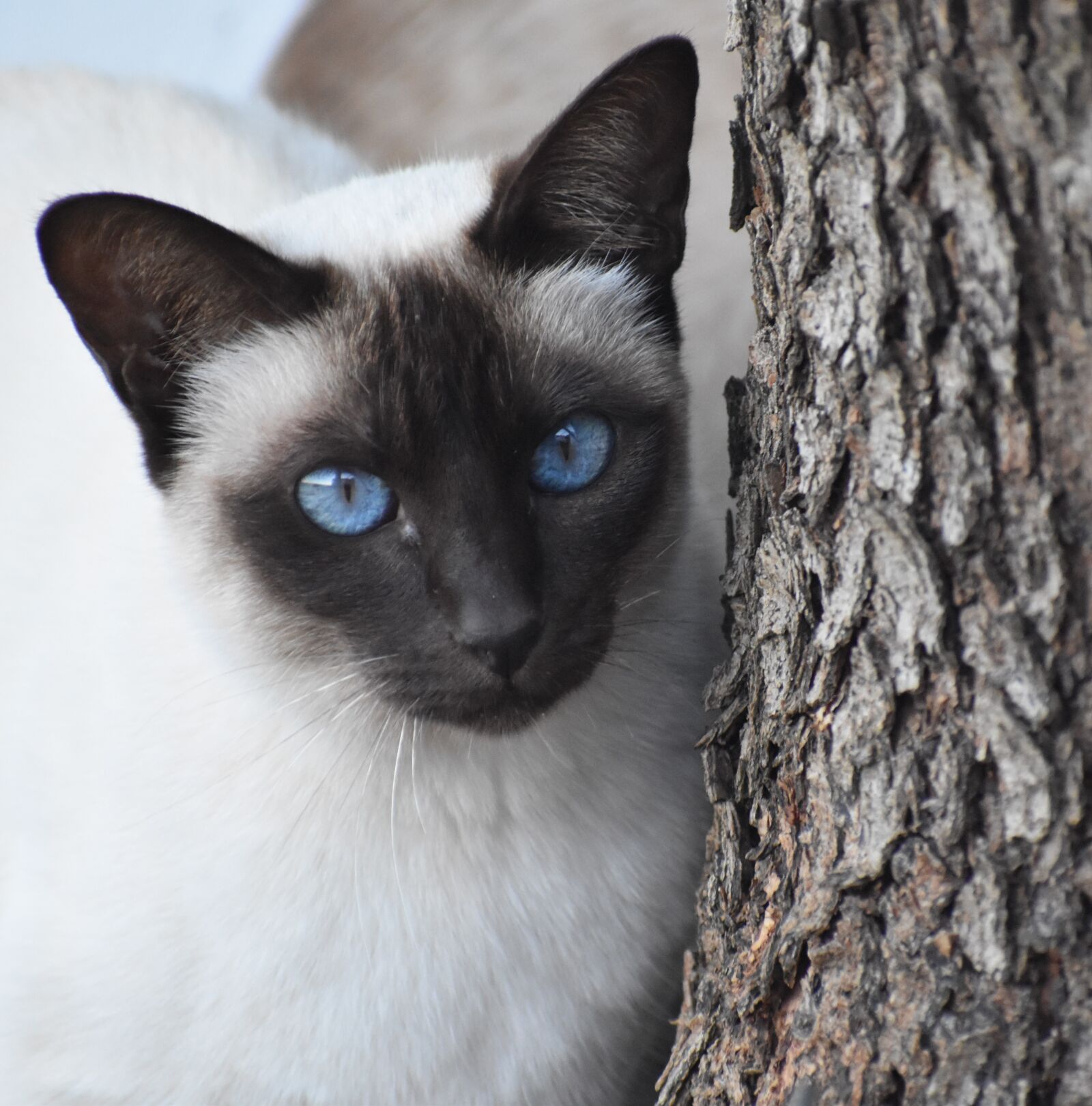 Nikon D5500 sample photo. Cat, cute, portrait photography