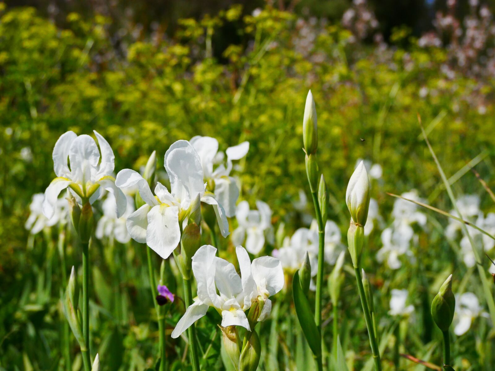 Panasonic Lumix DMC-GX85 (Lumix DMC-GX80 / Lumix DMC-GX7 Mark II) sample photo. Flower meadow, nature, flowers photography