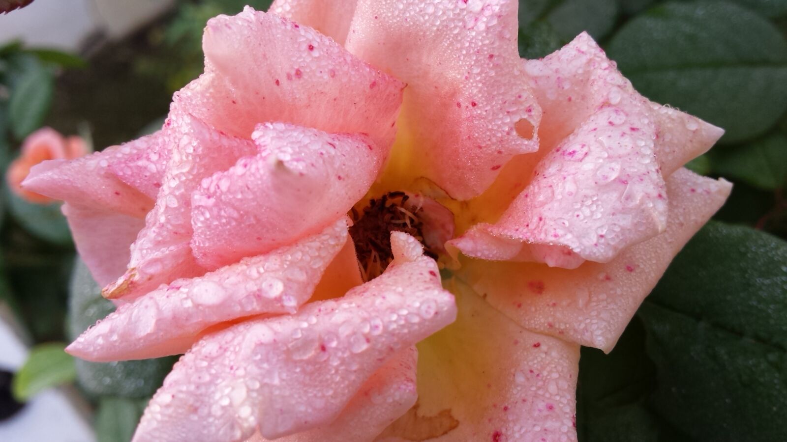 Samsung Galaxy S4 sample photo