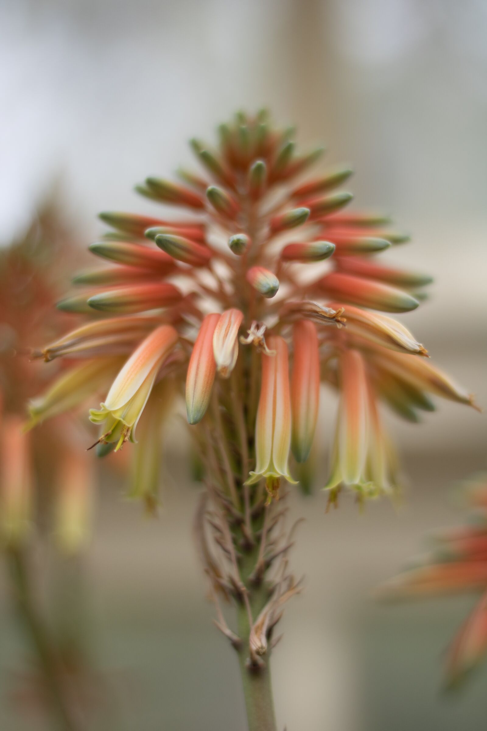 Canon EOS 750D (EOS Rebel T6i / EOS Kiss X8i) sample photo. Flower, nature, plant photography