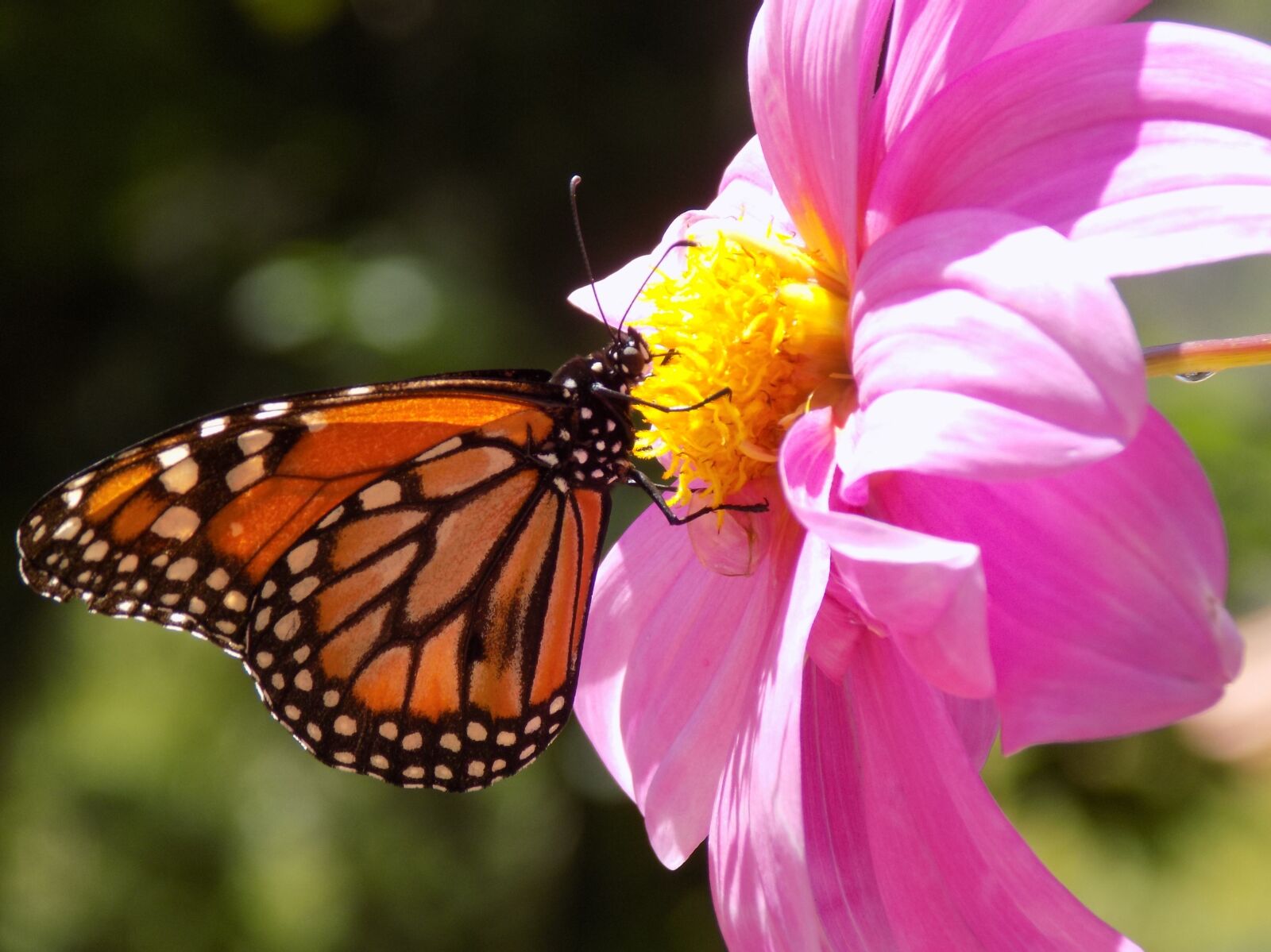 Nikon COOLPIX L330 sample photo. Monarch, butterfly, flower photography