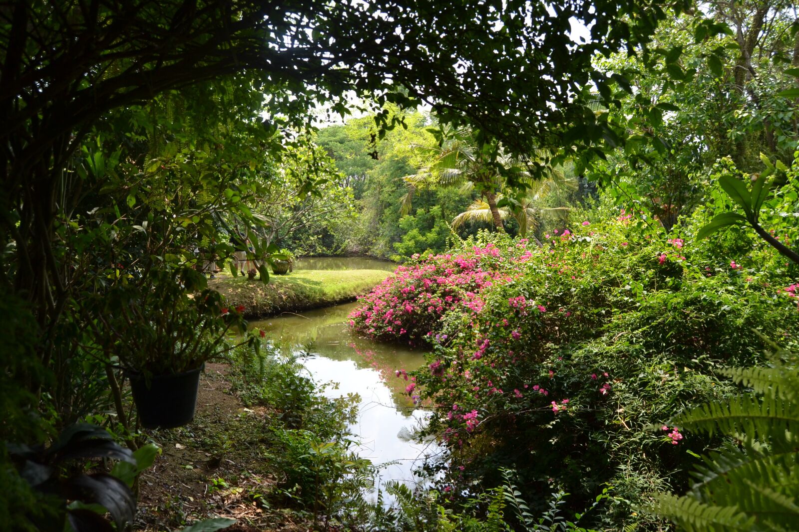 Nikon D3100 sample photo. Garden, exotic, flowers photography