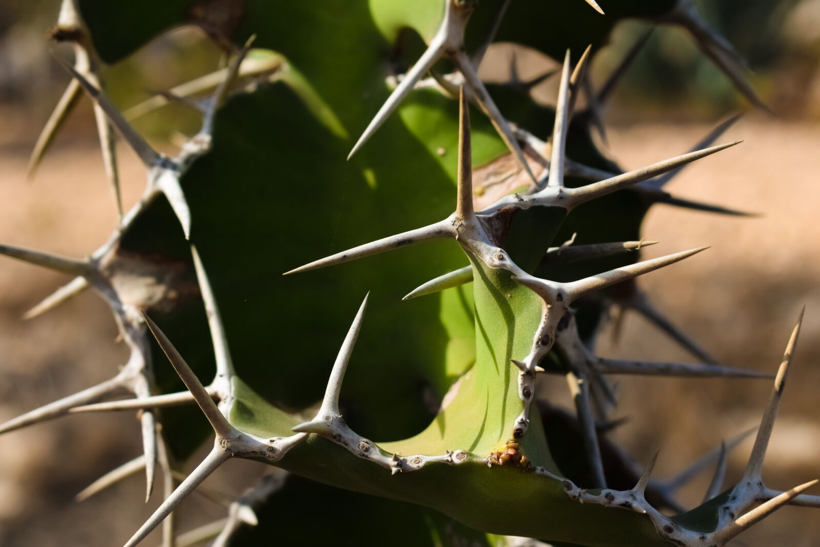 Nikon D3300 sample photo. Cactus, thorns, plant photography