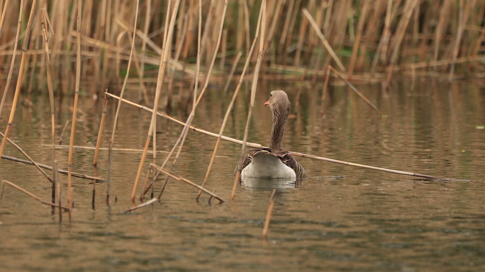 150-600mm F5-6.3 DG OS HSM | Contemporary 015 sample photo. Lake, water bird, nature photography
