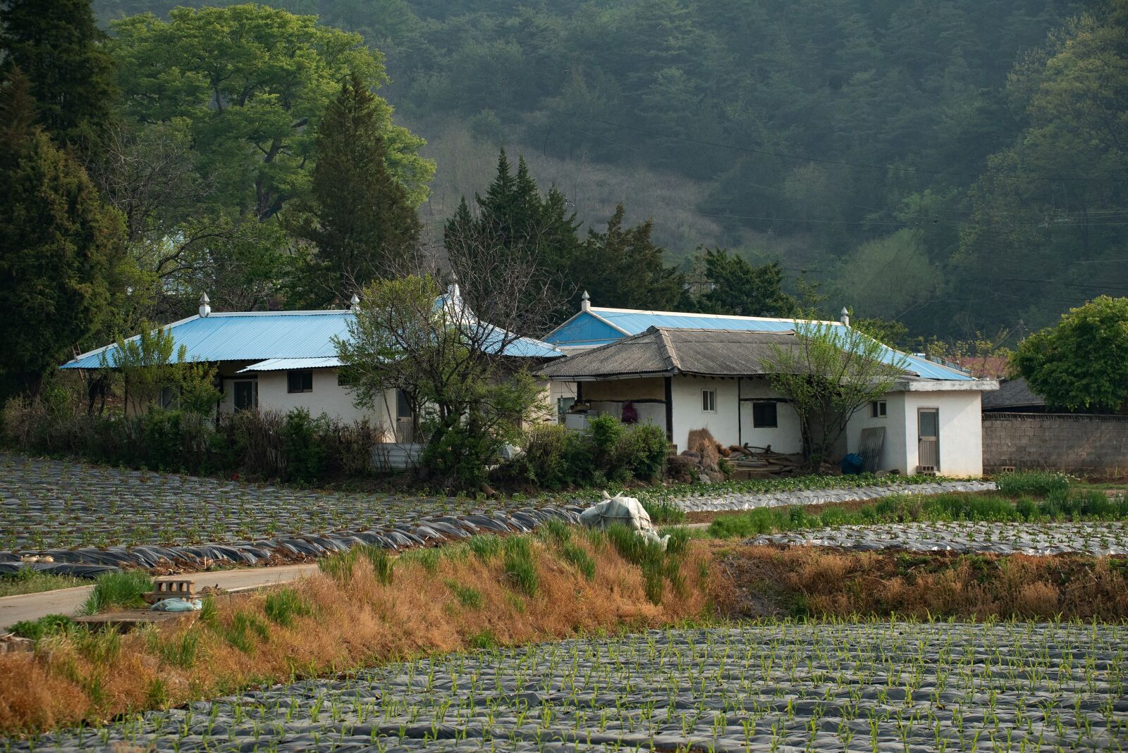 Sony a7S II sample photo. Korea, country, house photography