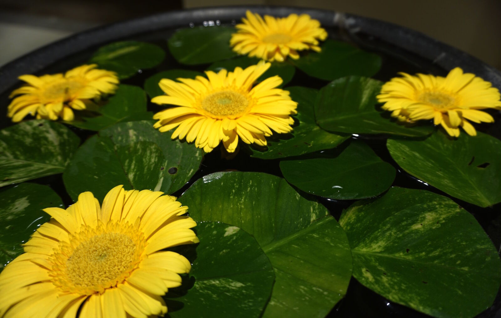 Sony E 16-50mm F3.5-5.6 PZ OSS sample photo. Beautiful, flowers, bloom, blooming photography