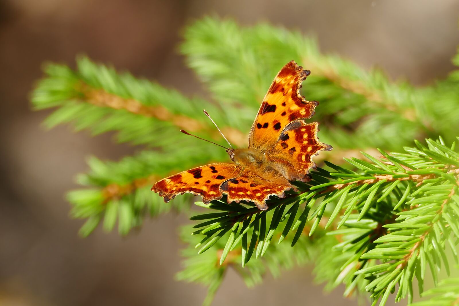 Panasonic Lumix DMC-FZ1000 sample photo. Butterfly, conifer, insect photography