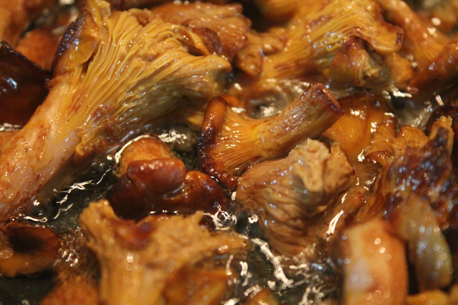 Canon EOS 1100D (EOS Rebel T3 / EOS Kiss X50) sample photo. Mushrooms, chanterelles, mushroom photography