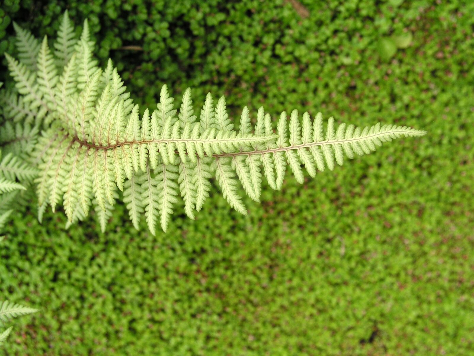 Olympus C5050Z sample photo. Fern, leaf, nature photography