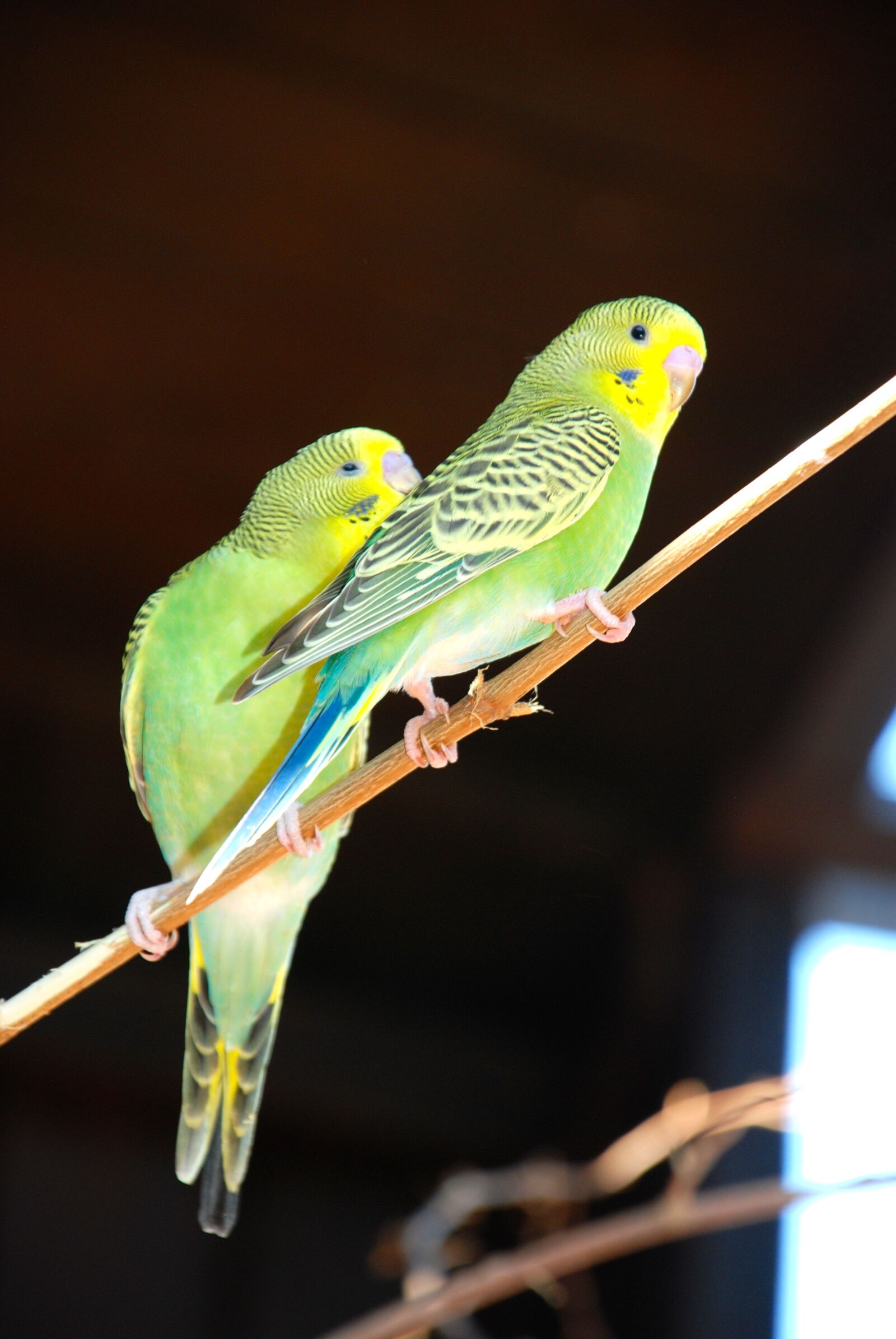 Nikon D80 sample photo. Budgie, bird, green bird photography