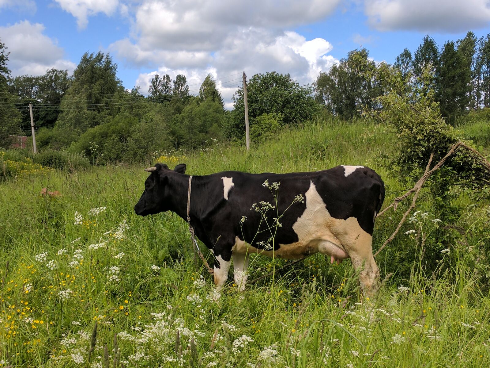Google Pixel sample photo. Cow, sky, nature photography