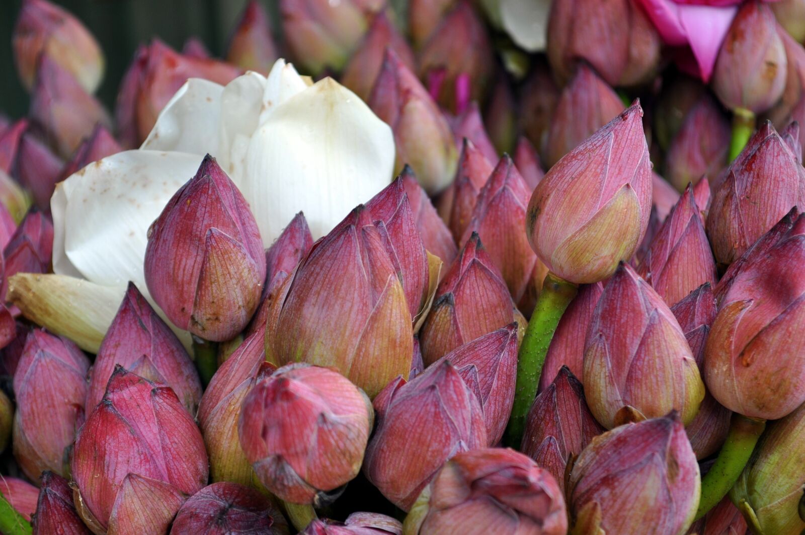 Nikon D5000 sample photo. Flower, lotus, plant photography