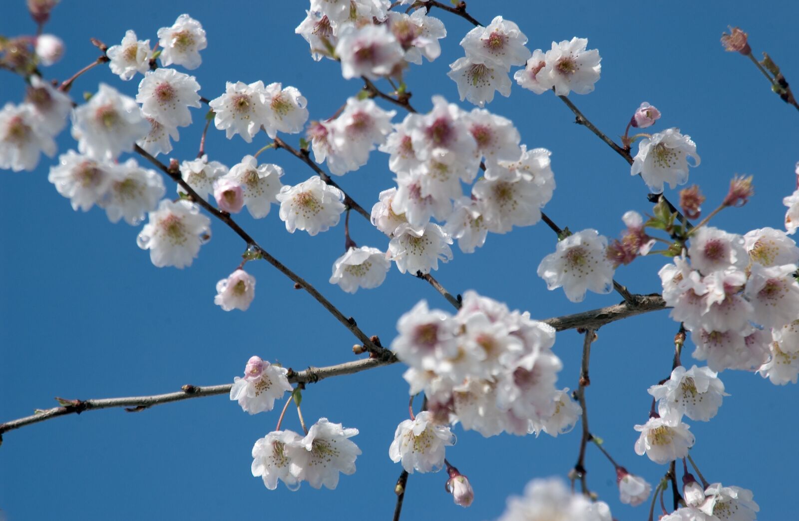 Nikon D1X sample photo. Blossom, spring, flower photography
