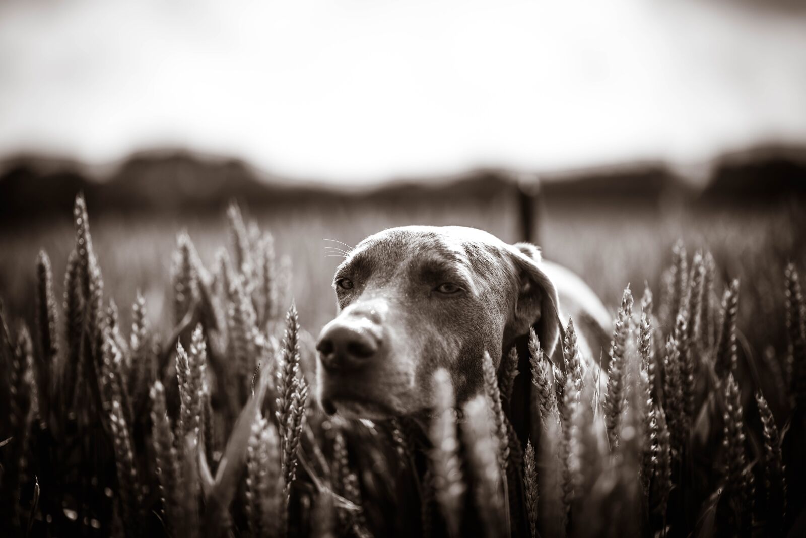 Nikon D750 sample photo. Dog, labrador, meadow photography