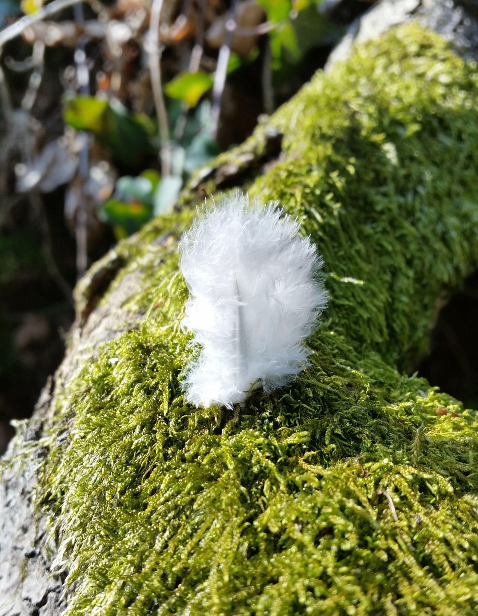 Samsung Galaxy S5 sample photo. Feather, soft, cuddly photography