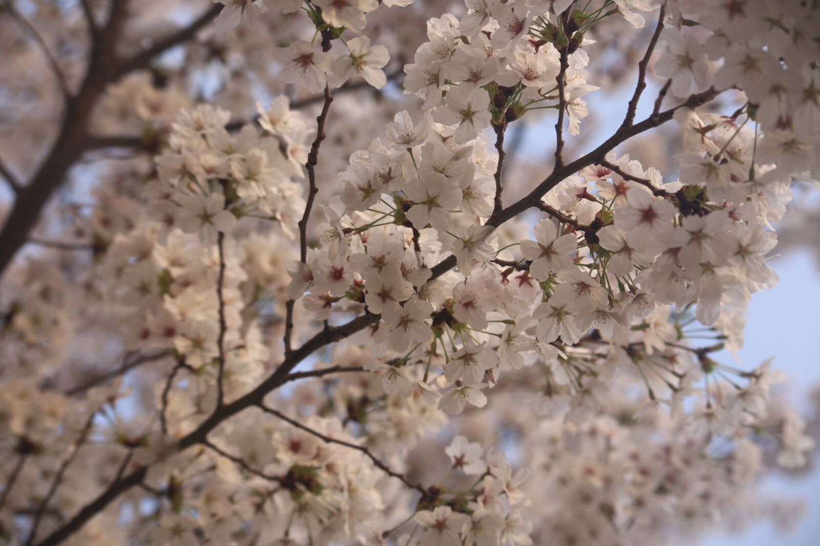 Canon EOS 6D sample photo. Tree, branch, cherry photography