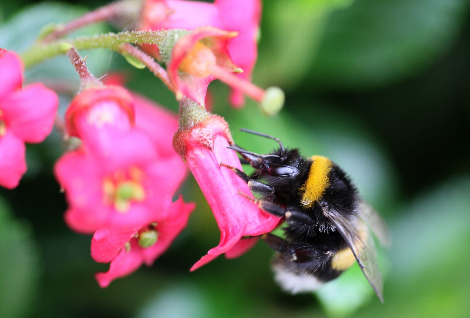 Canon EOS 7D sample photo. Flower, nature, insect photography