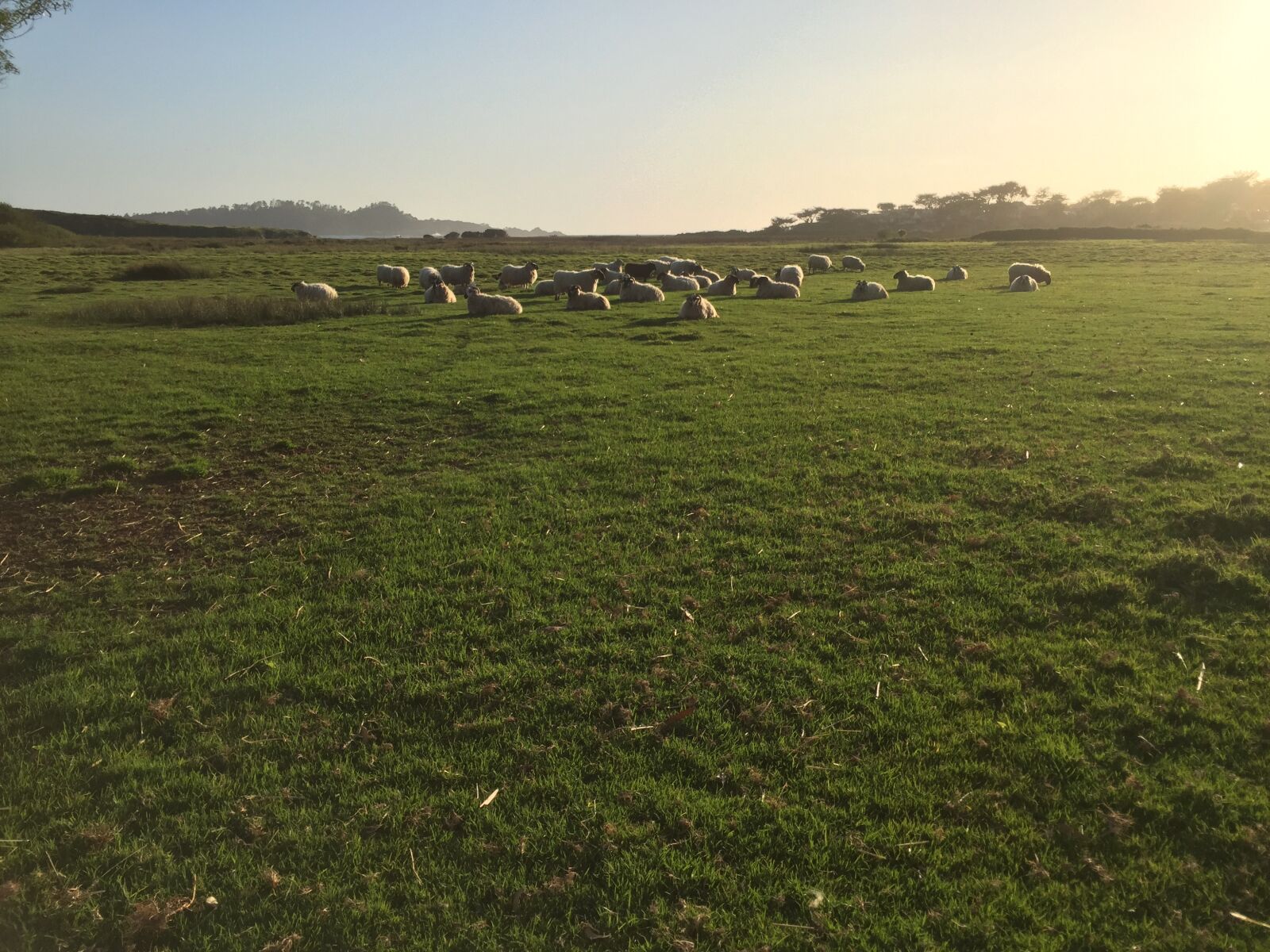 iPhone 6 back camera 4.15mm f/2.2 sample photo. Sheep, peace, nature photography