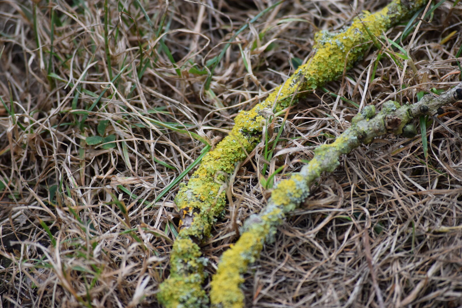 Nikon D3300 sample photo