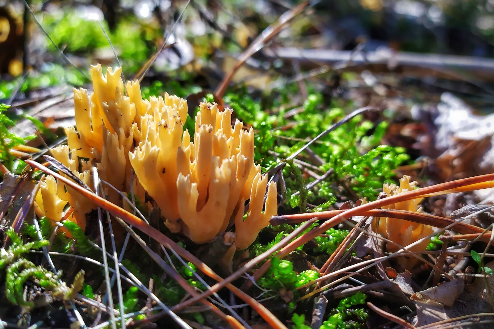 Xiaomi Redmi Note 7 sample photo. Yellow coral, forest, mushrooms photography