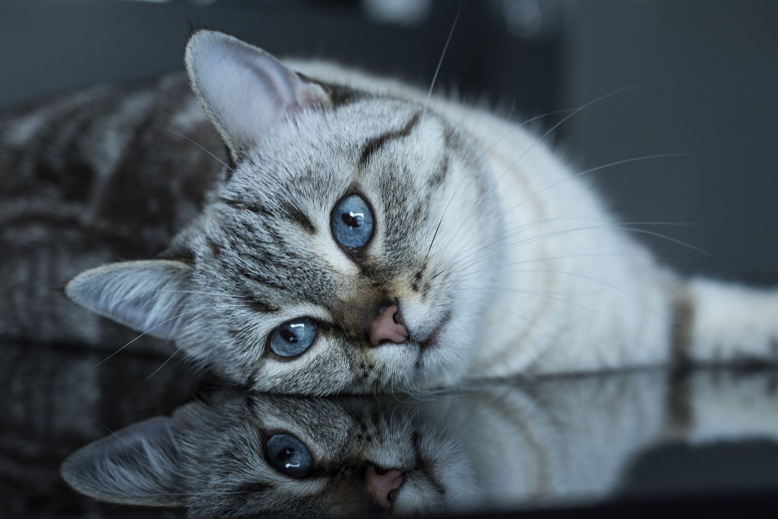 Nikon D5600 sample photo. Cat, feline, kitten photography
