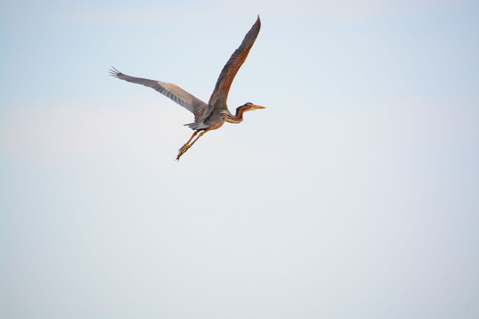 Nikon D7100 sample photo. Heron, wings, nature photography