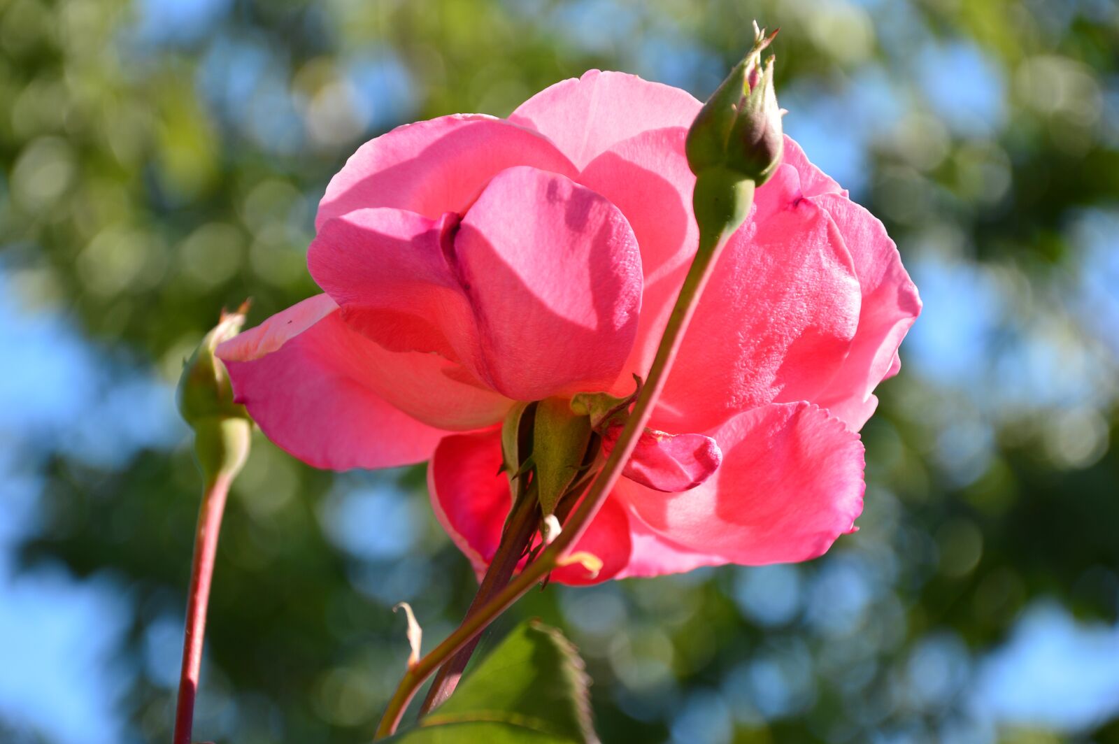 Nikon D3200 sample photo. Rose, blossom, bloom photography