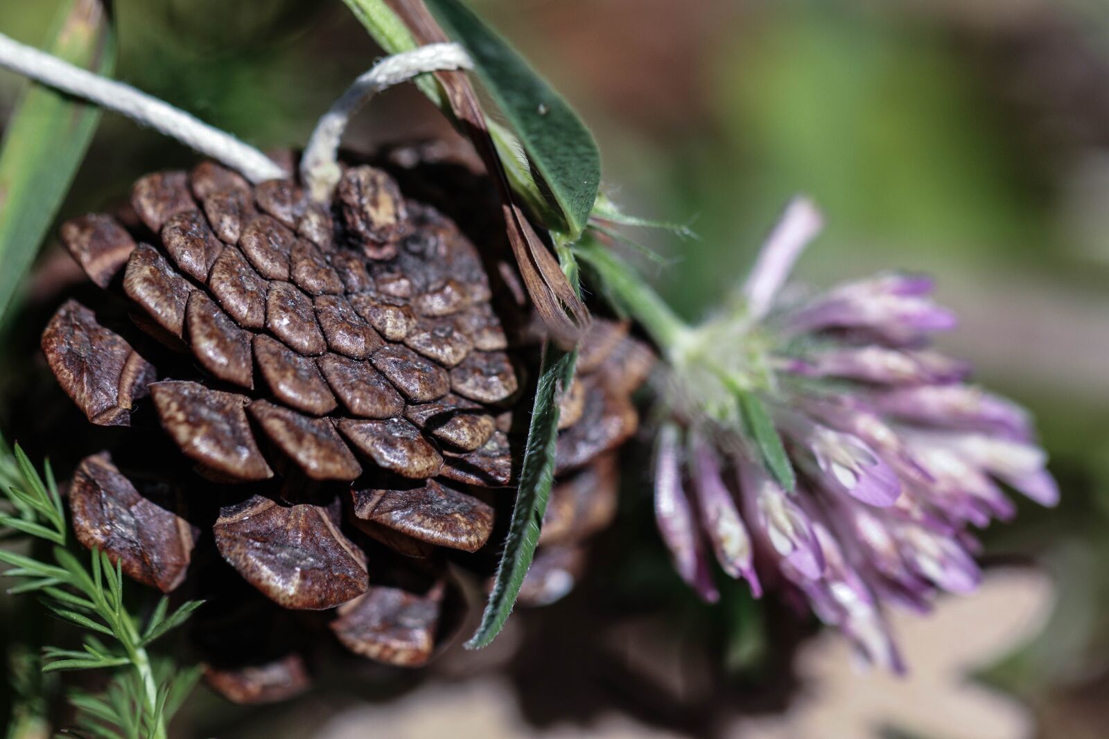 Canon EOS 7D Mark II sample photo. Pinecone, wild flower, nature photography