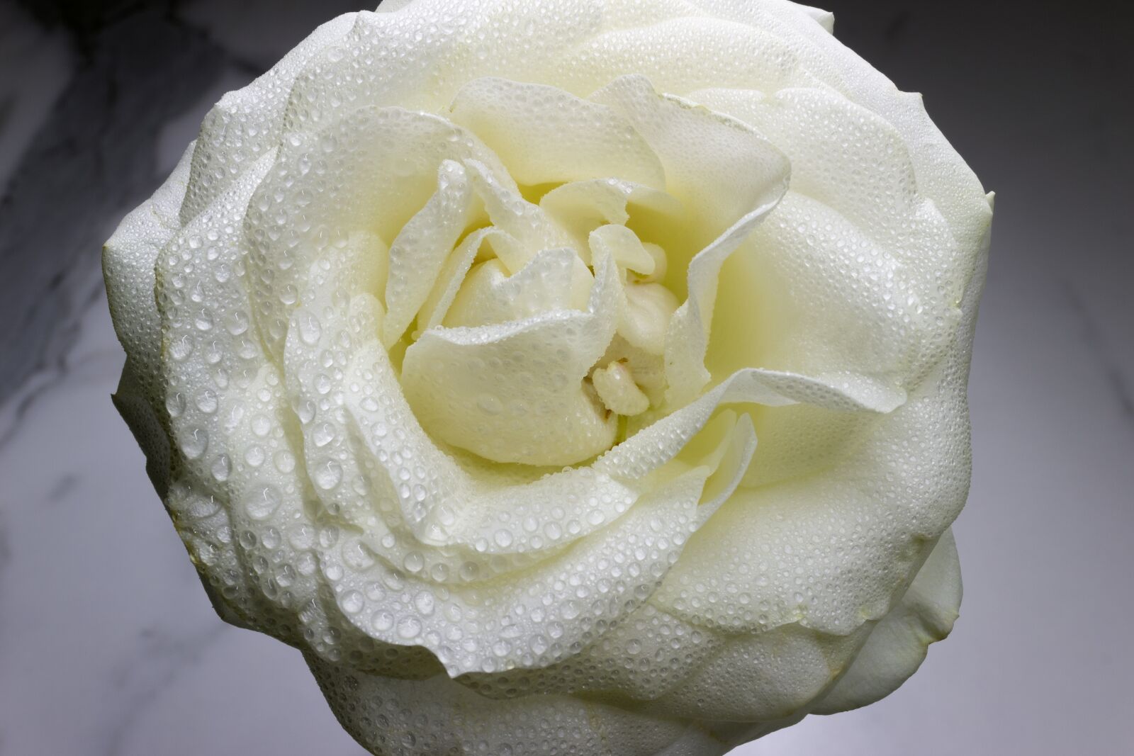 Canon EOS 600D (Rebel EOS T3i / EOS Kiss X5) sample photo. Rose, flowers, white rose photography