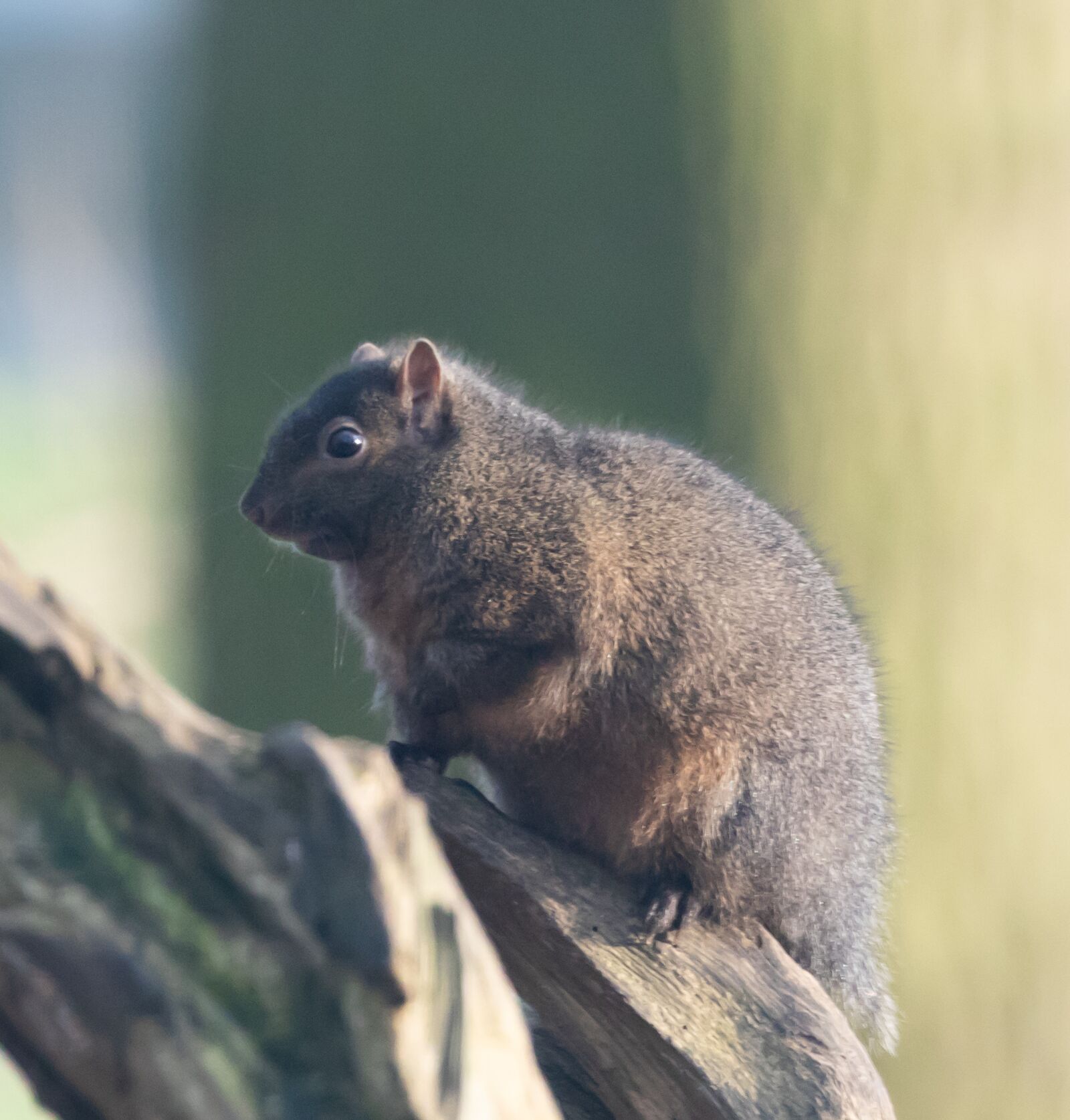 Canon EOS 7D Mark II sample photo. Grey squirrel, squirrel watching photography