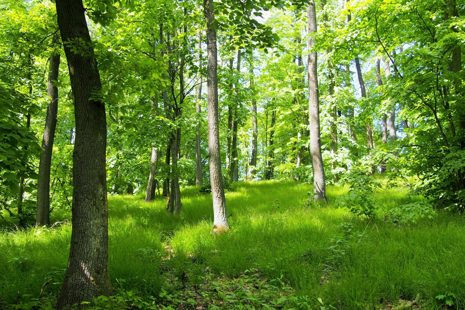 Olympus PEN E-PL6 sample photo. Forest, slovakia, nature photography