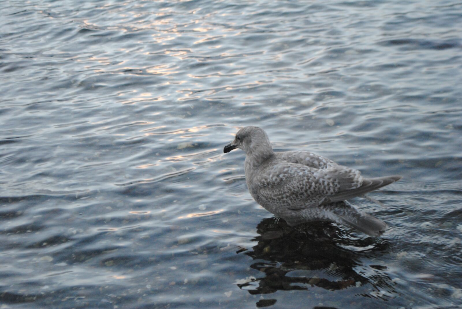 Nikon D3000 sample photo. Seagull, animal, wildlife photography