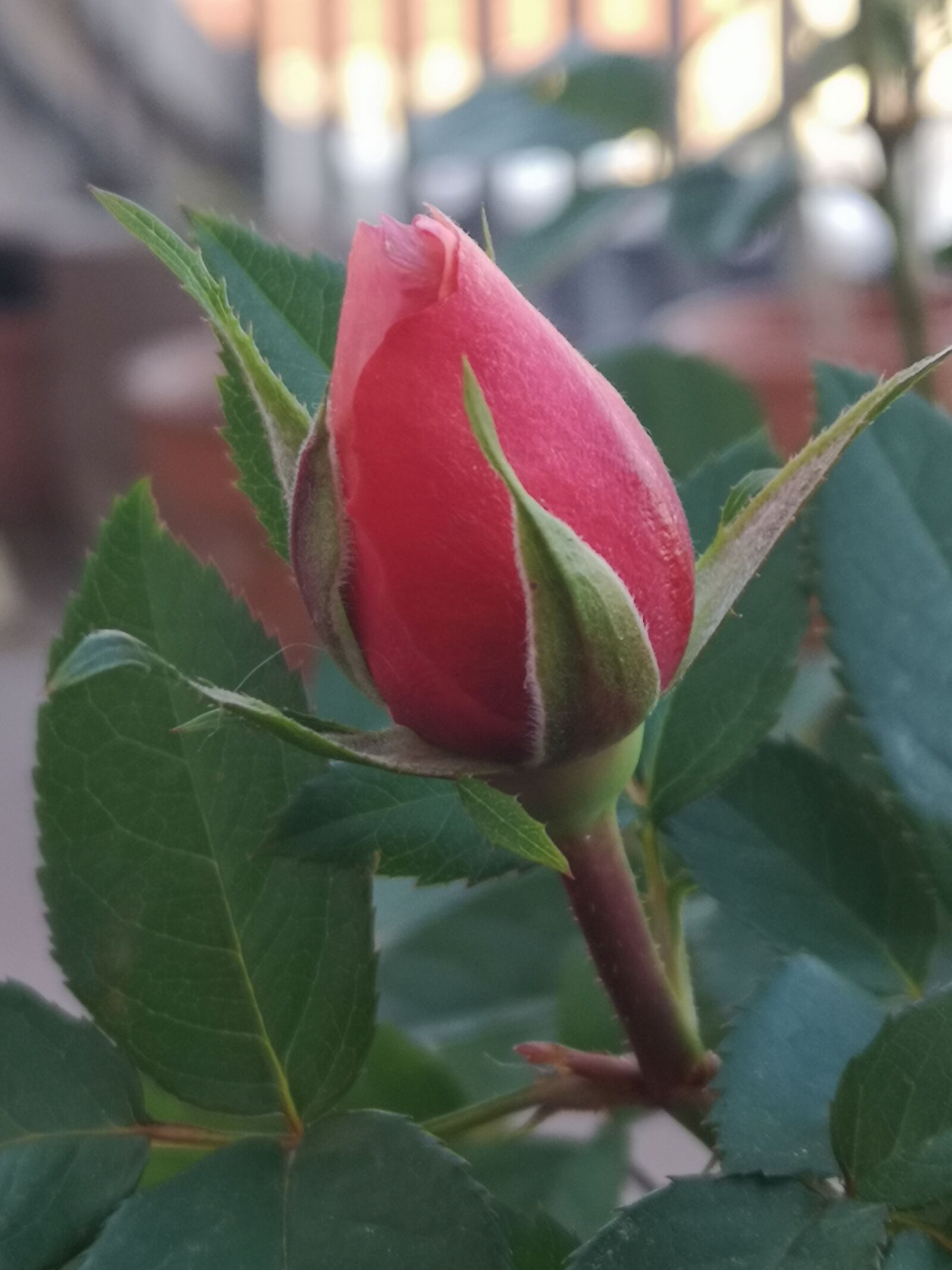 HUAWEI CLT-L09 sample photo. Rose, bud, country house photography