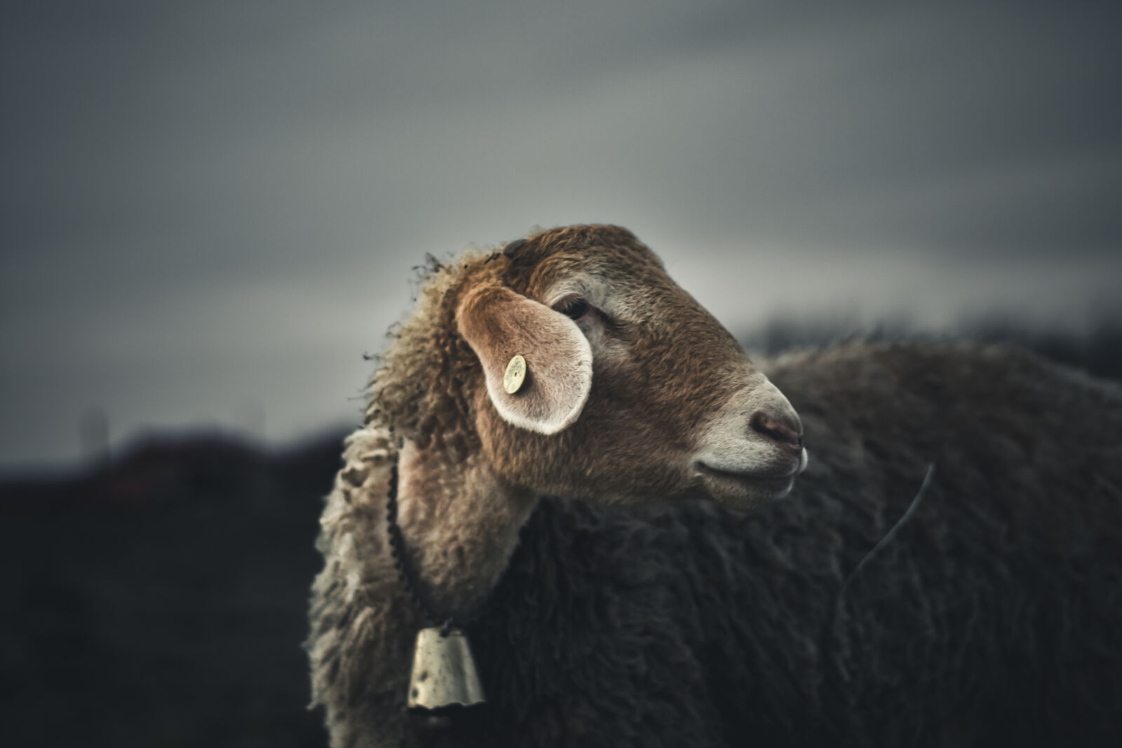 Nikon D7200 sample photo. Sheep photography