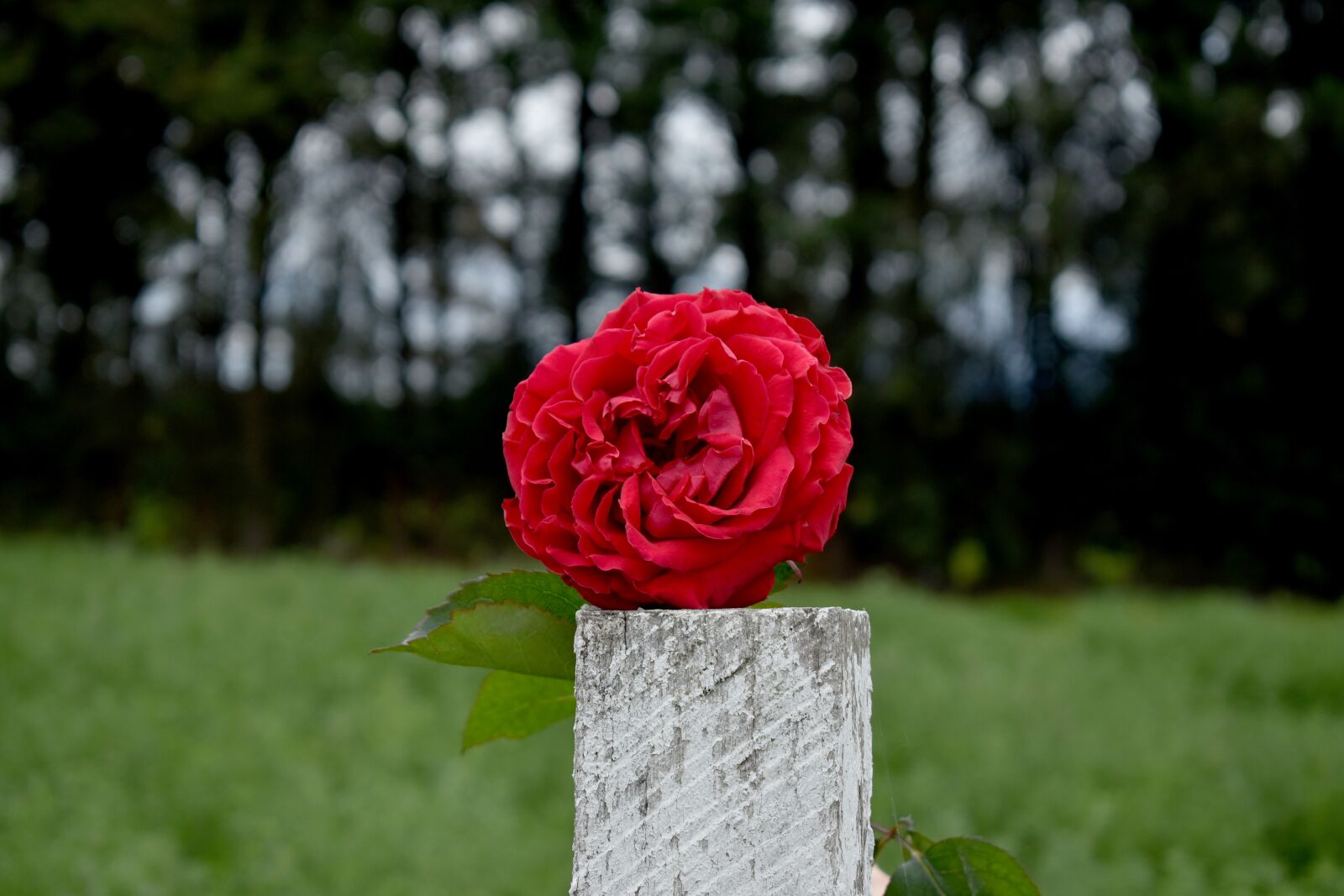 Nikon D3500 sample photo. Rose, red, roses photography