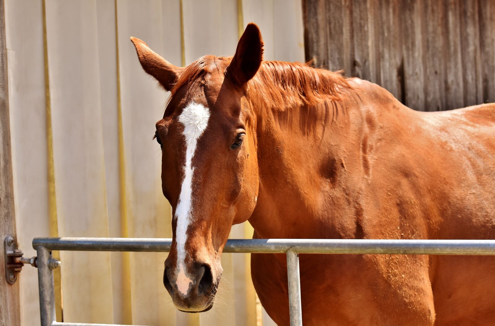 Nikon D7200 sample photo. Horse, brown, animal photography