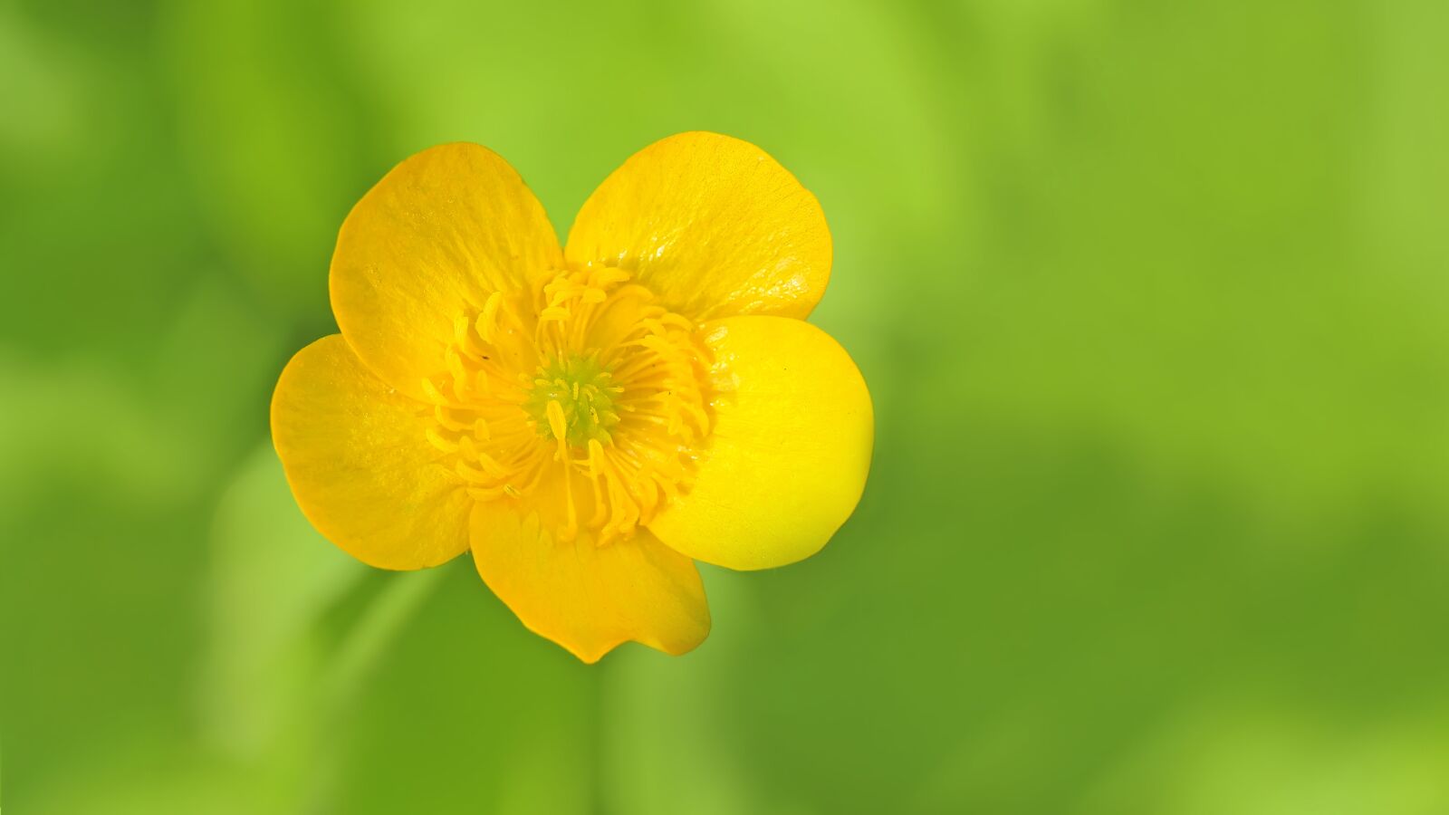 Olympus M.Zuiko Digital ED 60mm F2.8 Macro sample photo. Buttercup, blossom, bloom photography