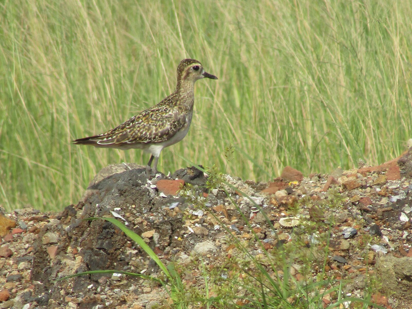 Canon POWERSHOT SX430 IS sample photo. Plover, grey, bird photography