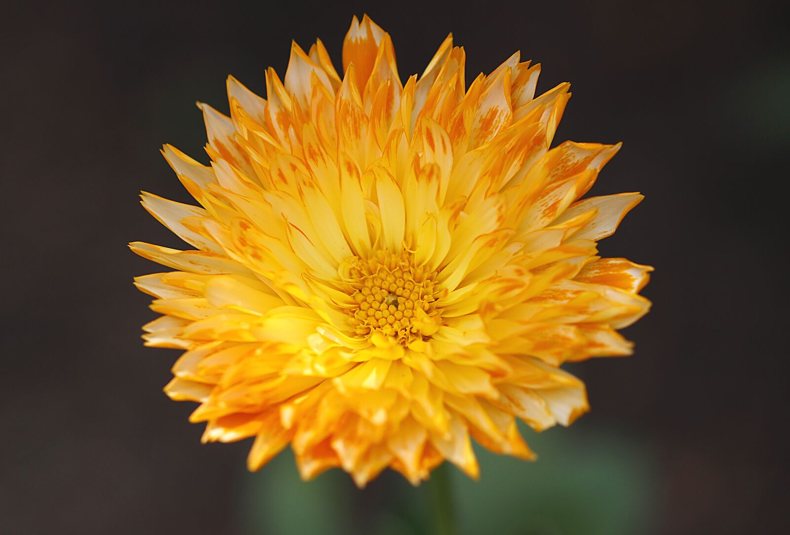 Canon EOS 700D (EOS Rebel T5i / EOS Kiss X7i) sample photo. Marigold, plant, blossom photography
